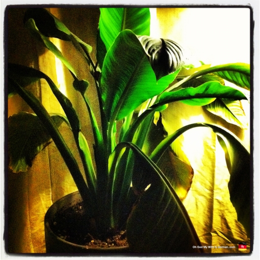 Our indoor banana plant... dying slowly...