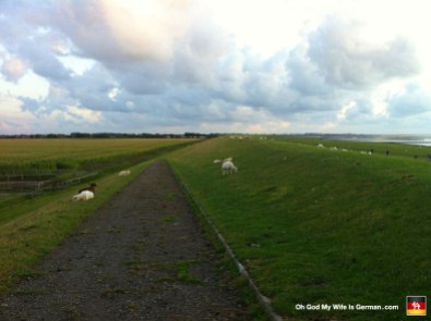 More sheep on the dam.