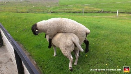 My wife was petting a sheep when this other sheep just bashed right into him and kept on walking, carrying him away on his back.