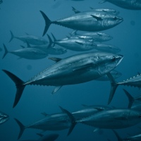 Fish Allergy Facts: Why I Can Eat Tuna Without Dying (According to My German Wife, Who Is Not a Doctor)