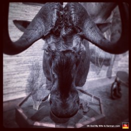 01-taxidermy-hunting-trophy-africa-wildebeest