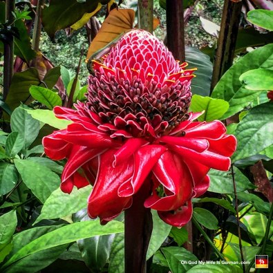 Here we are in the Hawaii Tropical Botanical Garden, and that flower looks an awful lot like Audrey II from Little Shop of Horrors.
