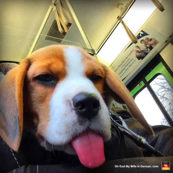 beagle puppy on subway