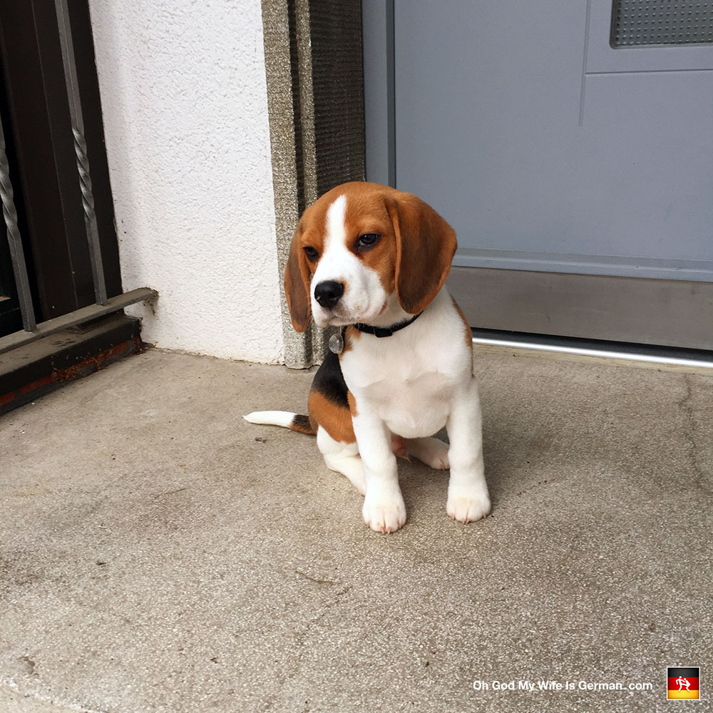07-13-week-old-beagle – Oh God, My Wife 