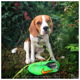 01-cute-beagle-puppy-eating-shoe