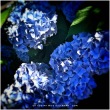29-beautiful-blue-purple-Hydrangea-close-up