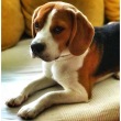 37-beagle-cute-puppy